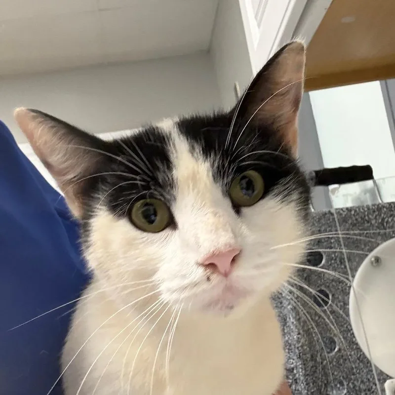 An adult medium-sized male White Domestic Short Hair cat named Little Man for adoption in Greenville, SC