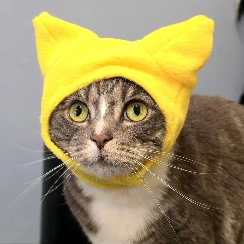 An adult small-sized female Domestic Short Hair cat named Stormy for adoption in Briarcliff Manor, NY