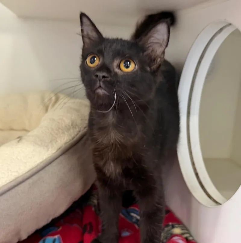 A baby medium-sized female Domestic Short Hair cat named Serena for adoption in Columbia, IL