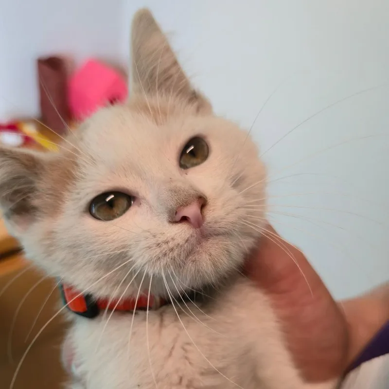 A baby small-sized male Buff / Tan / Fawn Domestic Short Hair cat named Ozzy for adoption in San Antonio, TX