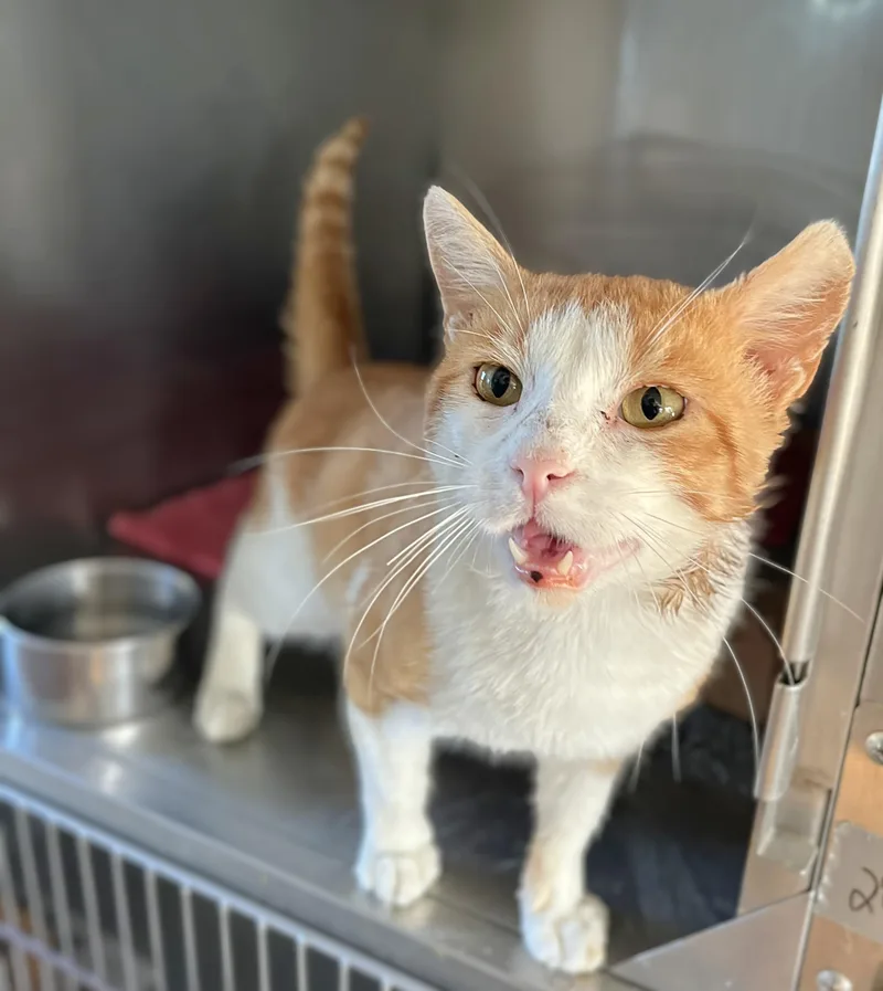 An adult medium-sized male Tabby (Orange / Red) Domestic Short Hair cat named Stinky for adoption in Seville, OH