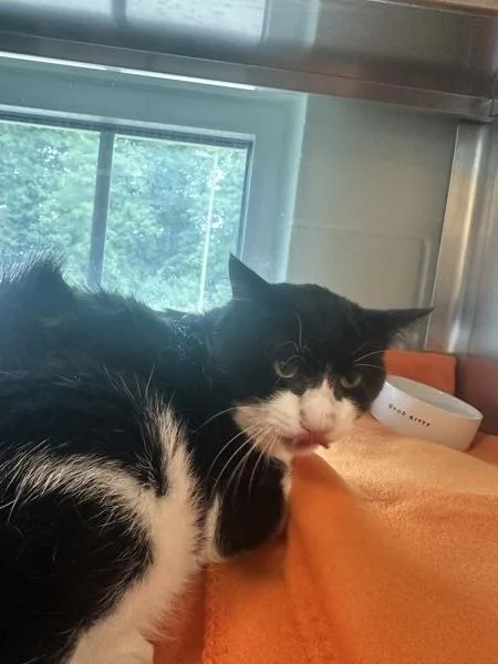 Sylvester