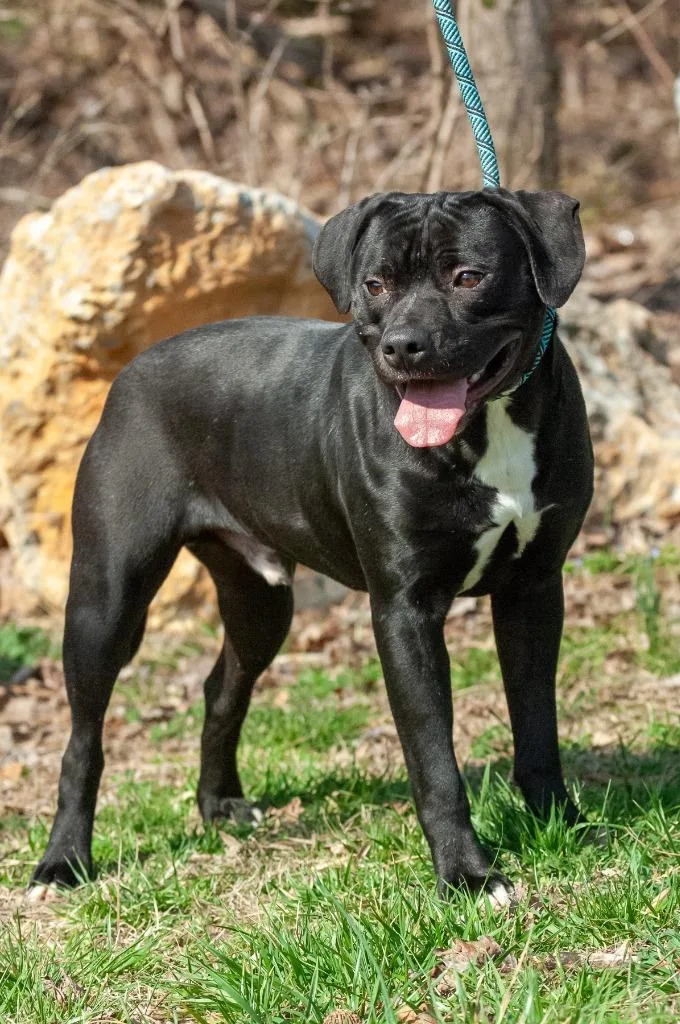 A young large-sized male Pit Bull Terrier dog named Rb for adoption in Johnson City, TN