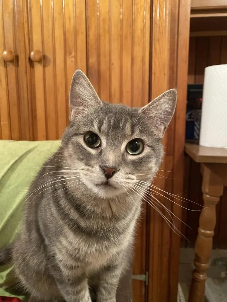 An adult small-sized female Gray / Blue / Silver Domestic Short Hair cat named Norma Jean for adoption in Plymouth, MI