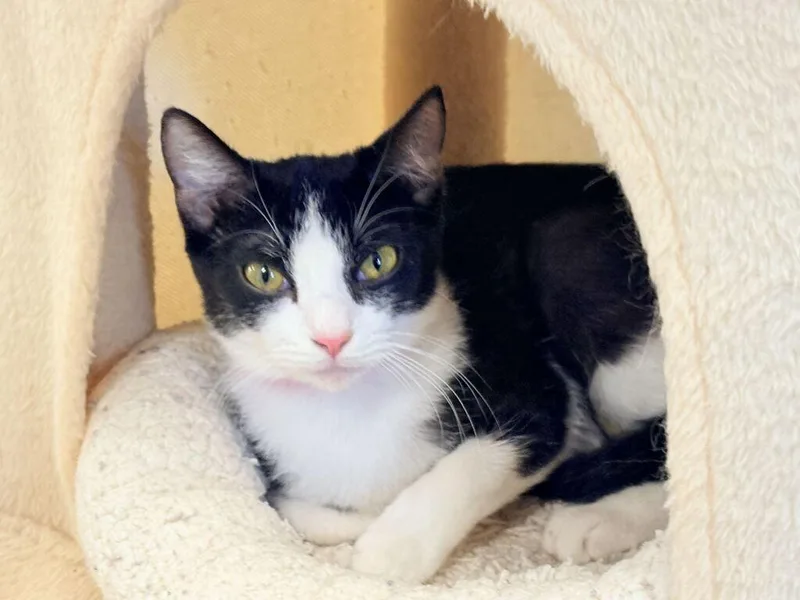 A young medium-sized female Domestic Short Hair cat named Claire for adoption in Athens, AL