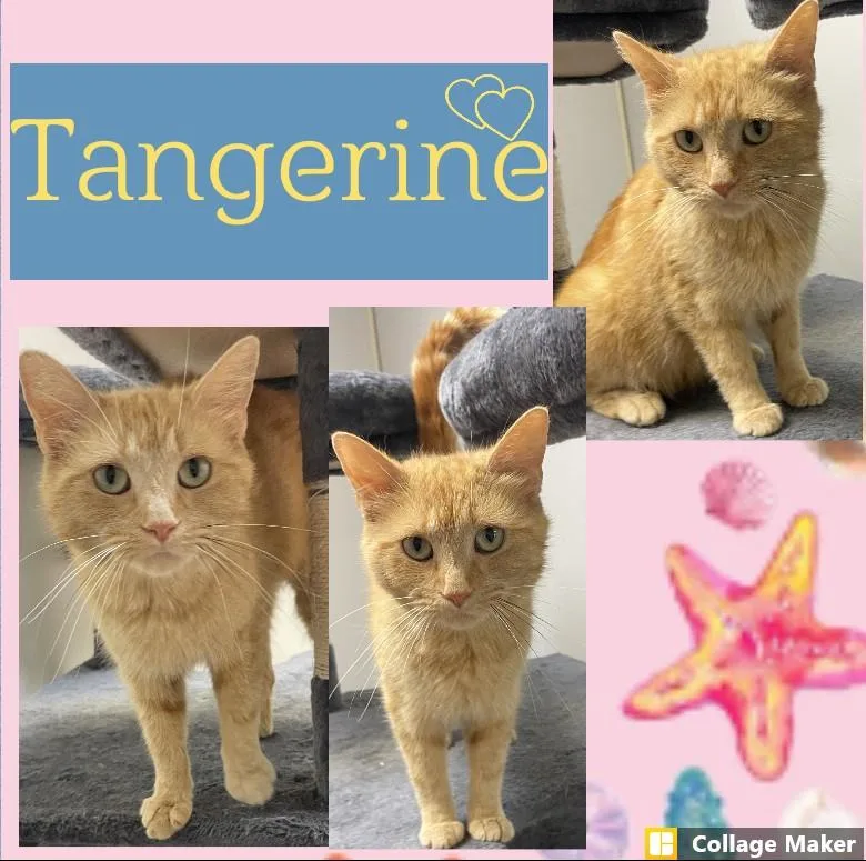 An adult medium-sized female Domestic Short Hair cat named Tangerine for adoption in Clearfield, PA