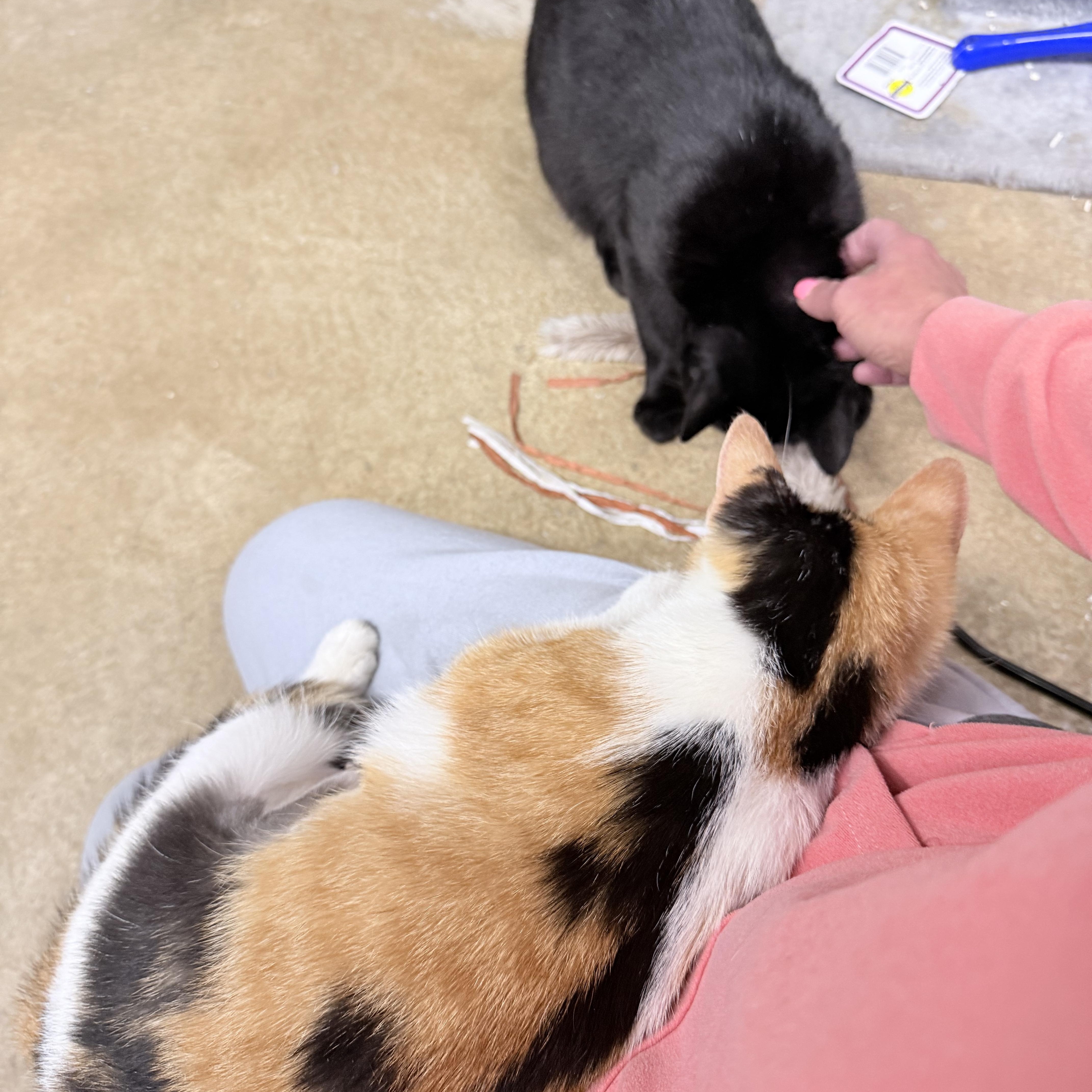 Ellory & Wello thumbnail 2