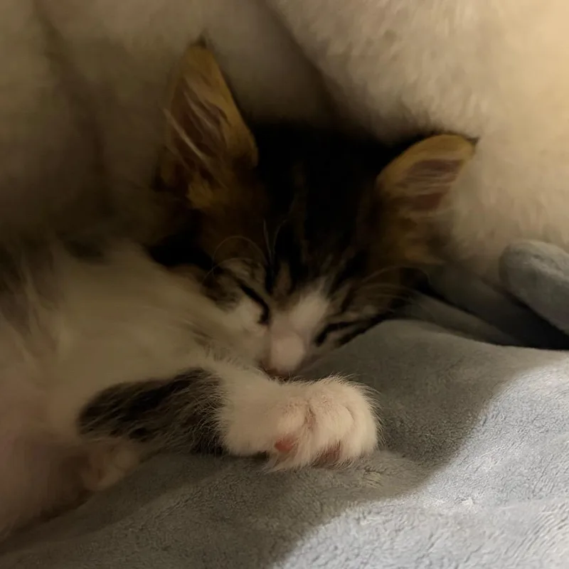A baby small-sized male White Domestic Medium Hair cat named Riley for adoption in Long Beach, CA