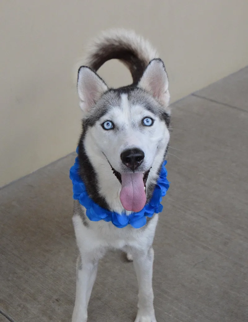 A young large-sized female Husky dog named Bella for adoption in McKinney, TX