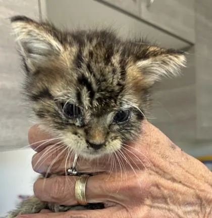 A baby medium-sized male Domestic Short Hair cat named Vidalia for adoption in West Memphis, AR