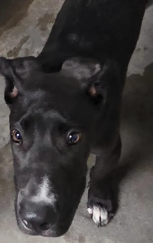 A baby medium-sized male Pit Bull Terrier dog named Wigley for adoption in Los Angeles, CA
