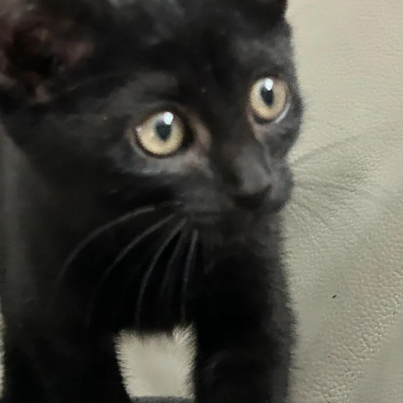 A baby large-sized female Black Domestic Short Hair cat named Blair & Serena for adoption in Moses Lake, WA