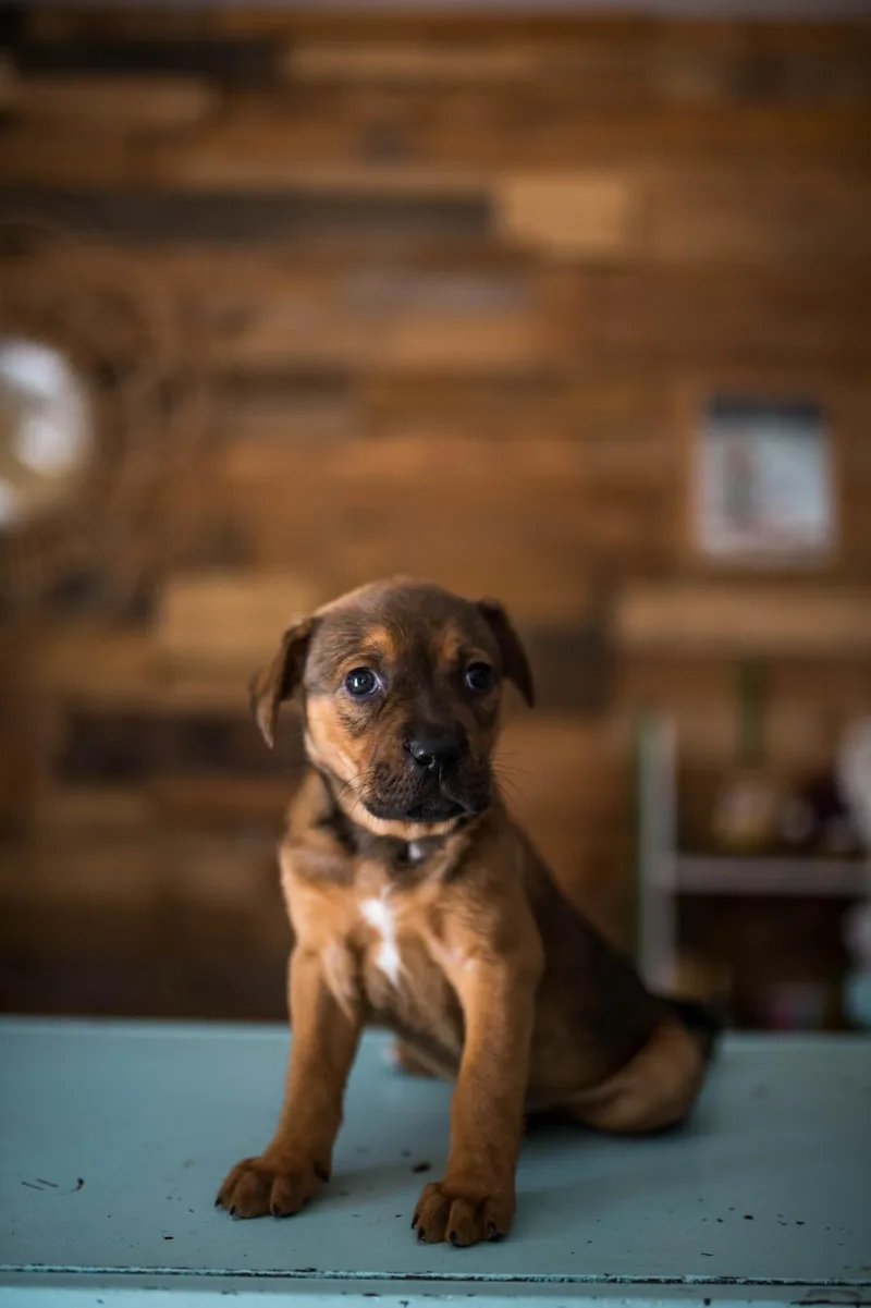 A baby medium-sized female Bicolor Mixed Breed dog named Brown for adoption in Sunrise, FL