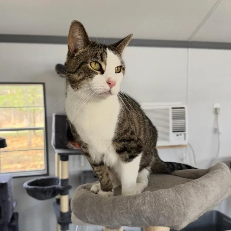 A senior small-sized female Brown / Chocolate Domestic Short Hair cat named Rae for adoption in Goshen, IN