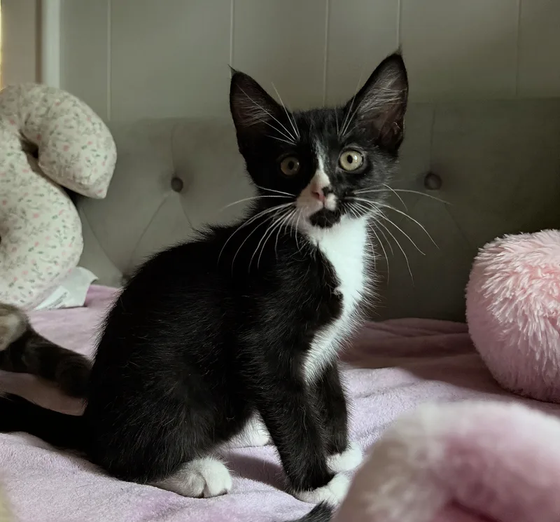 A baby medium-sized male Black & White / Tuxedo Domestic Short Hair cat named Renegade for adoption in Columbia, SC