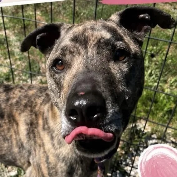 An adult medium-sized male Brindle Catahoula Leopard Dog dog named Tucker for adoption in Jackson, NJ