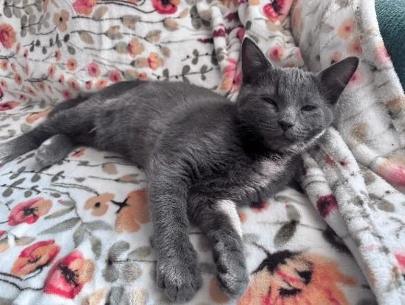 A baby small-sized male Domestic Short Hair cat named Ramsay for adoption in Hagerstown, MD