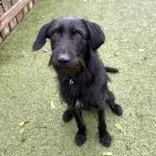 An adult large-sized male Mixed Breed dog named Coal for adoption in Hilliard, OH