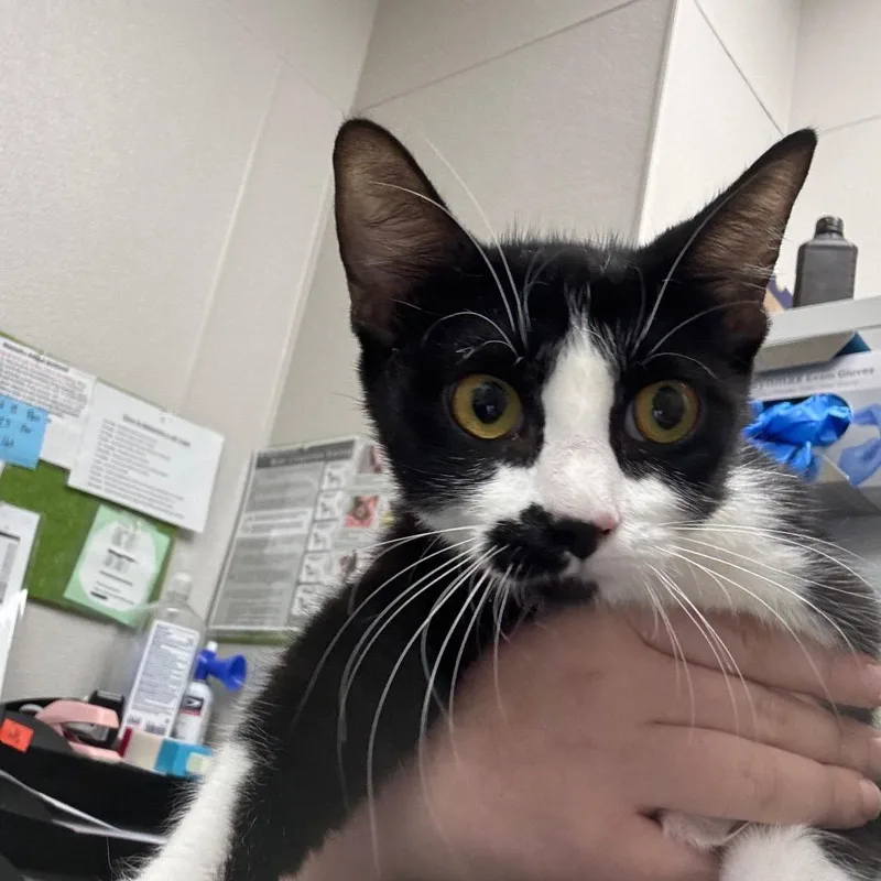 A young medium-sized female Black Domestic Short Hair cat named Sunny for adoption in Columbiana, AL