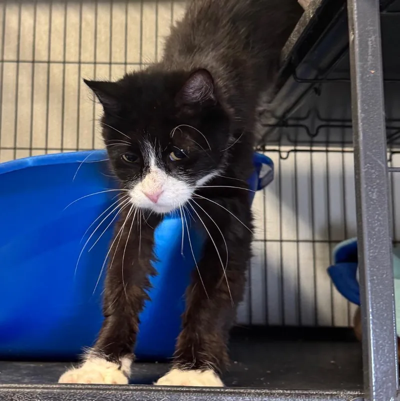 A baby medium-sized female Domestic Short Hair cat named Shoes for adoption in Saginaw, MI