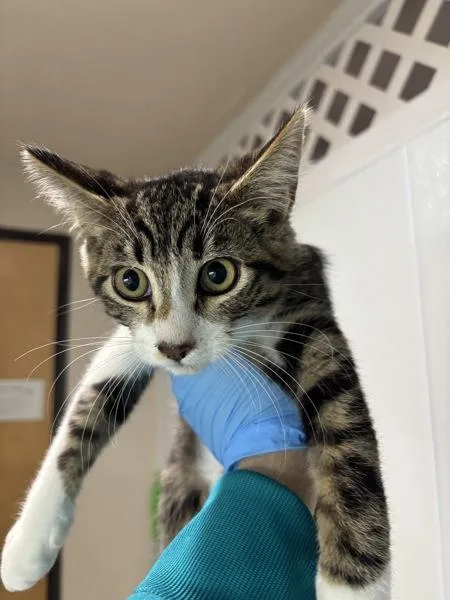 A baby small-sized male Domestic Short Hair cat named Halloumi for adoption in Sherwood, OR