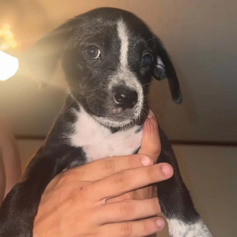 A baby small-sized female Black Boxer dog named Tinky for adoption in Oceanside, NY