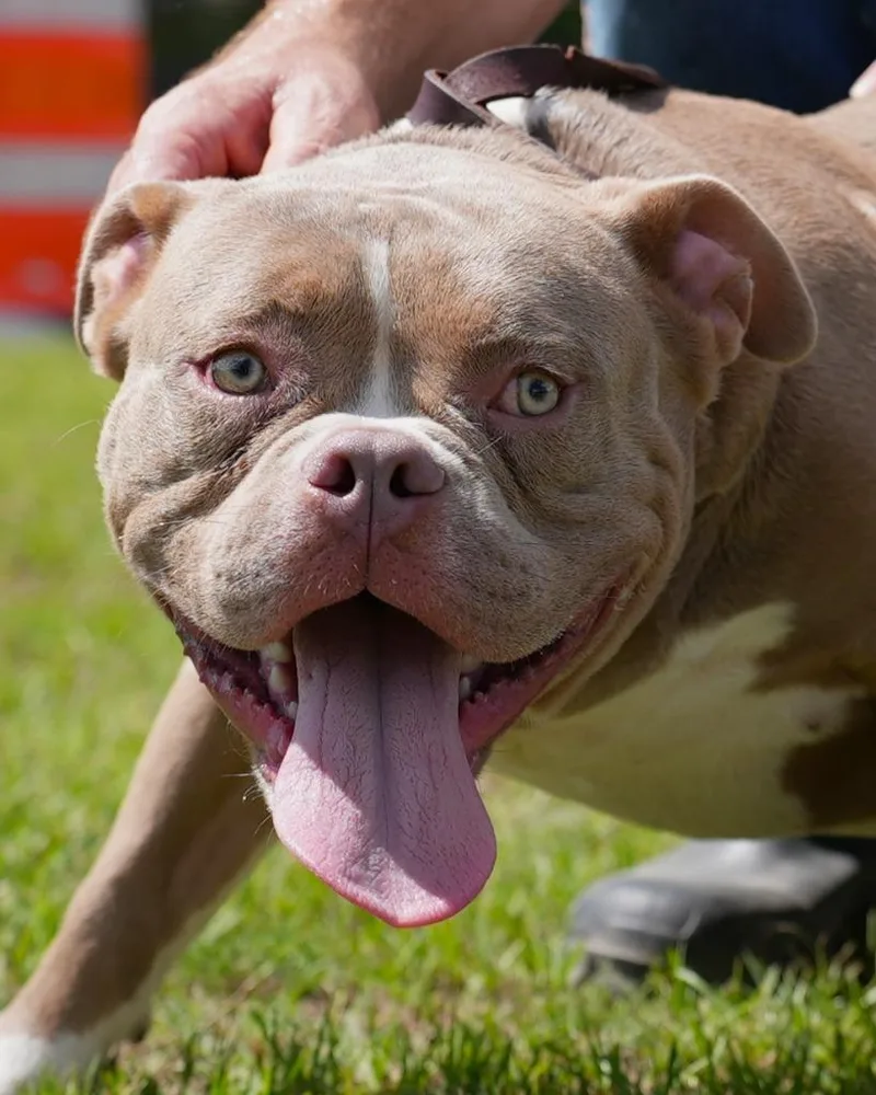 A young medium-sized male Terrier dog named Luca for adoption in Springfield, GA