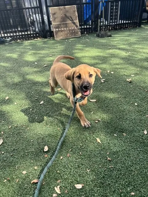 Scooby