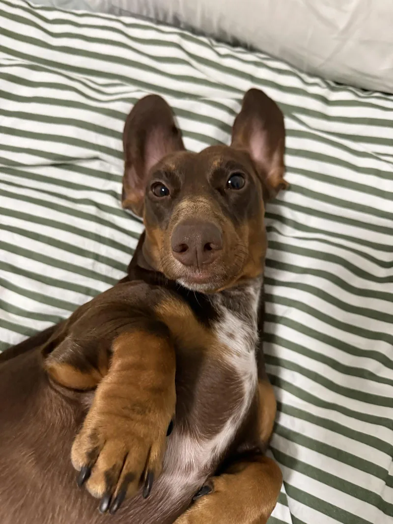 A young small-sized male Dachshund dog named Mylo for adoption in West Columbia, SC