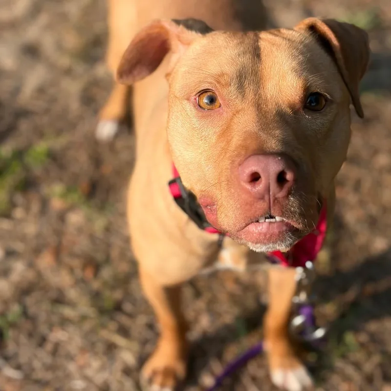 An adult medium-sized female Yellow / Tan / Blond / Fawn Mixed Breed dog named Baby for adoption in Titusville, FL