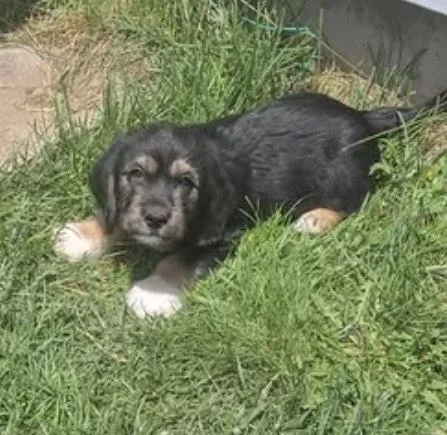A baby small-sized female Brown / Chocolate Terrier dog named Penguy for adoption in Colorado Springs, CO