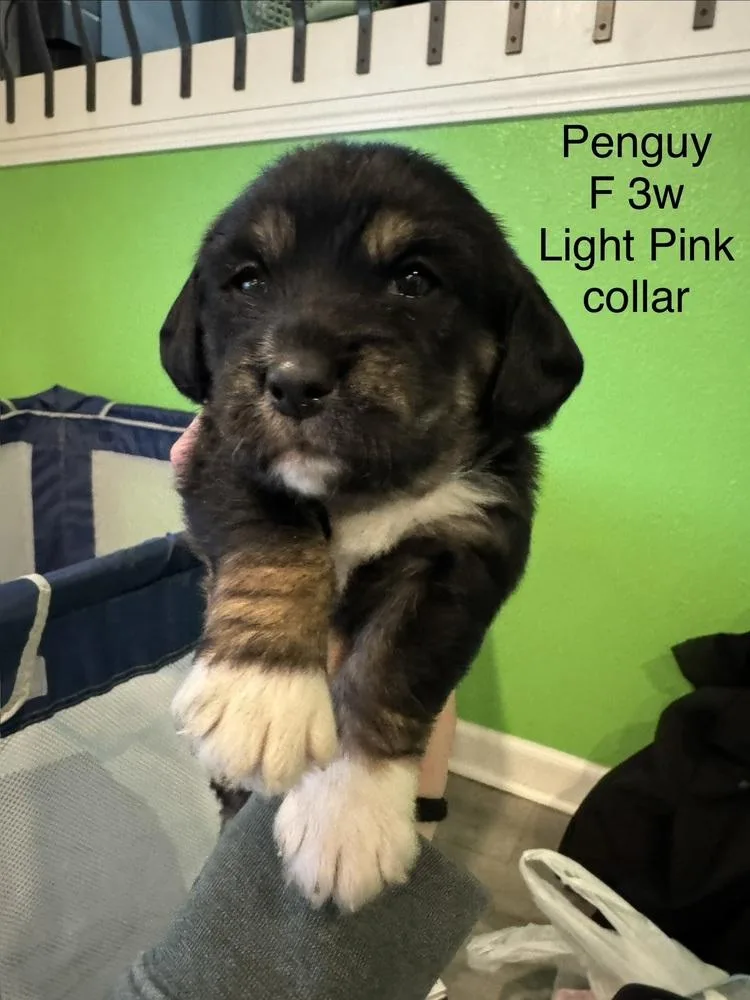 Penguy thumbnail 3