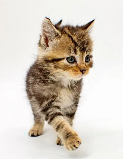 A baby small-sized female Domestic Short Hair cat named Saga for adoption in Morton Grove, IL