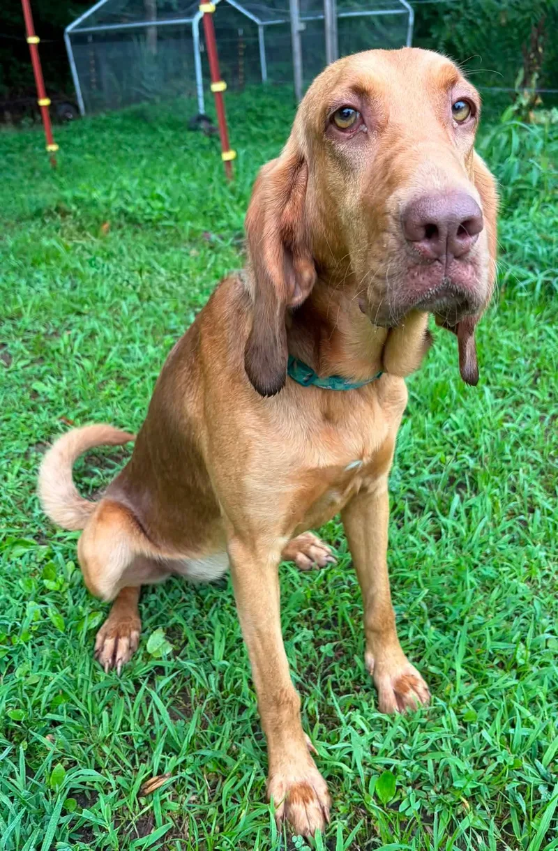 A young medium-sized female Bicolor Bloodhound dog named Clarabelle for adoption in Newport, TN