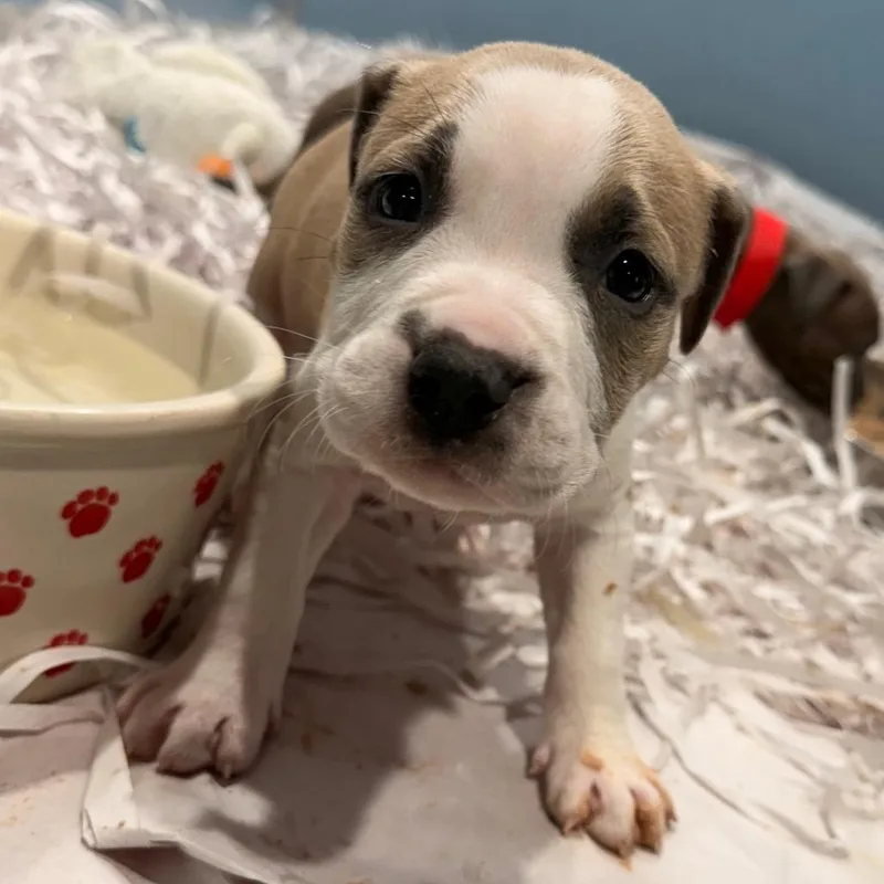 A baby small-sized female Yellow / Tan / Blond / Fawn Terrier dog named Kalista for adoption in Tampa, FL