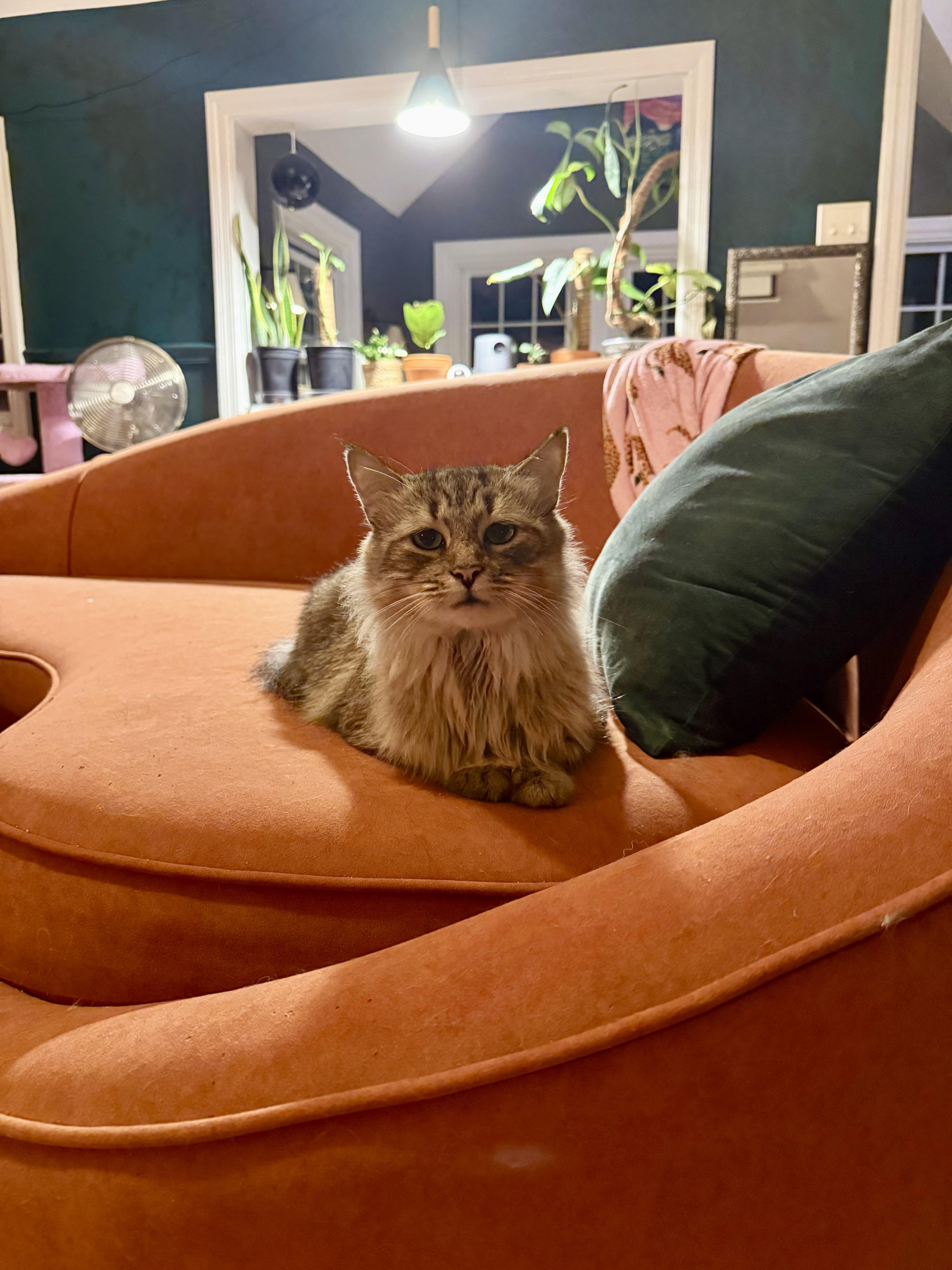 An adult medium-sized female Tabby (Tiger Striped) Domestic Medium Hair cat named Bumble for adoption in Gaylordsville, CT