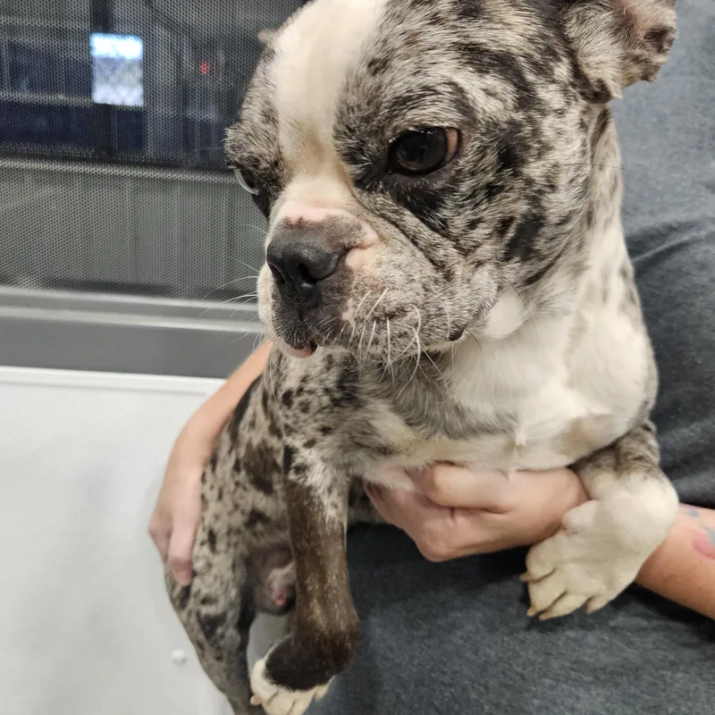 A young small-sized male Merle (Blue) French Bulldog dog named Rumble for adoption in Kalamazoo, MI