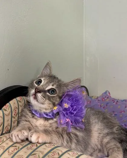 Paisley