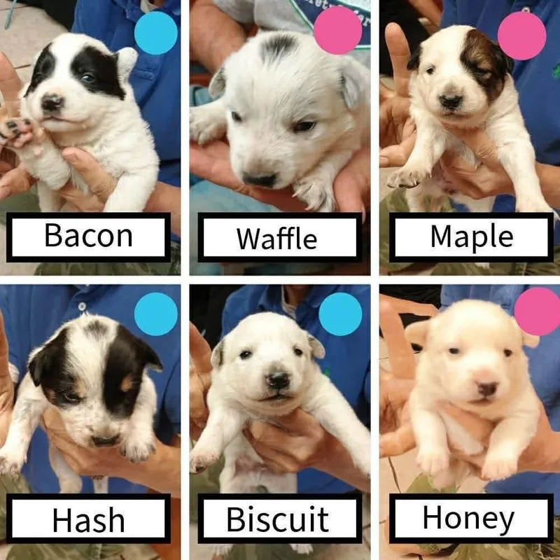 Waffle thumbnail 3