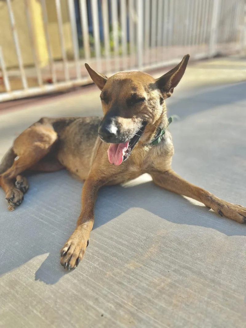 A young medium-sized female Shepherd dog named Carrot for adoption in santa monica, CA