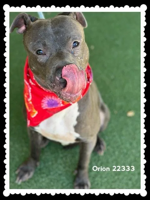 An adult medium-sized male Gray / Blue / Silver Pit Bull Terrier dog named Orion for adoption in Marietta, GA