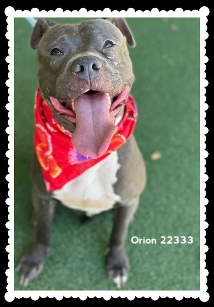Orion thumbnail 4