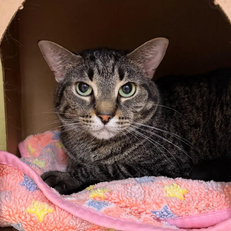 A senior large-sized male Brown / Chocolate Domestic Short Hair cat named Trico for adoption in West Olive, MI