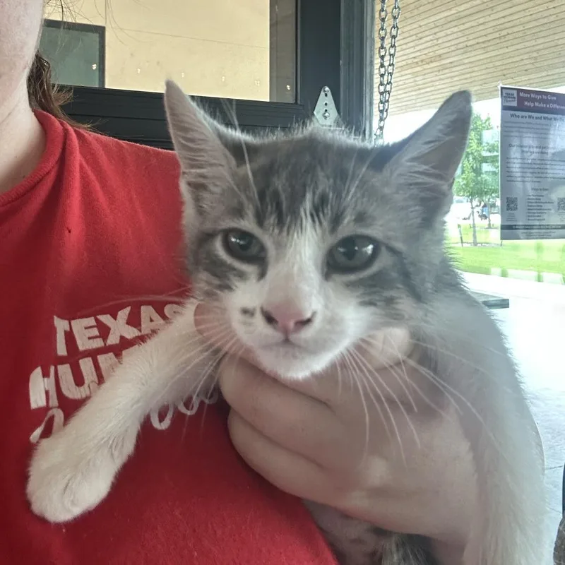 A baby small-sized female Gray / Blue / Silver Domestic Short Hair cat named Gryffindora for adoption in Leander, TX