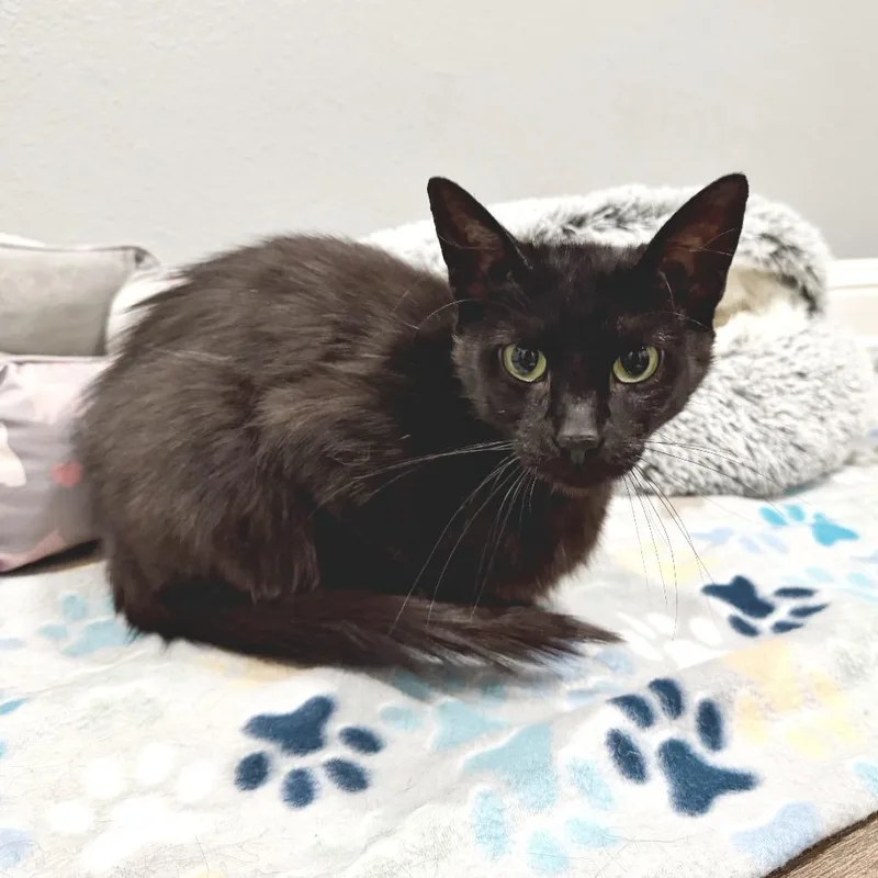 An adult medium-sized female Black Domestic Long Hair cat named Amy for adoption in Flower Mound, TX