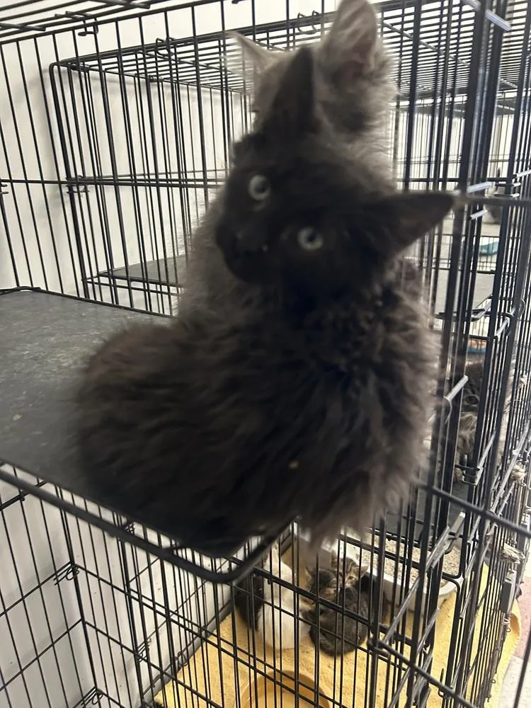 Griffin