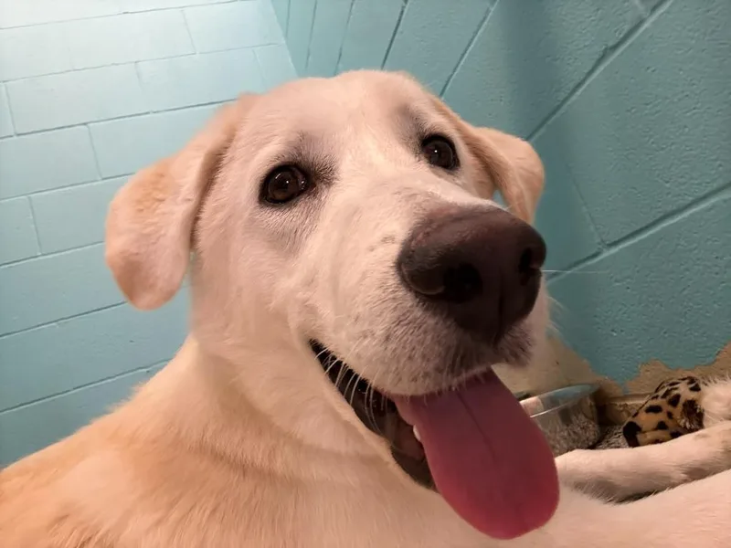 A baby large-sized male Shepherd dog named Loki for adoption in Little Elm, TX