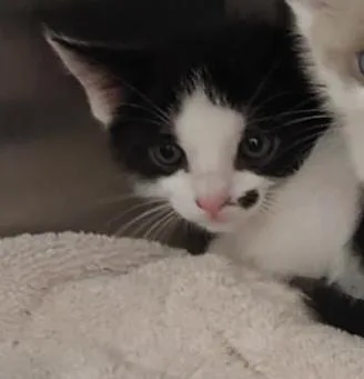 A baby small-sized female Domestic Short Hair cat named Panini for adoption in Chula Vista, CA