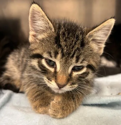A baby small-sized male Domestic Short Hair cat named Bramble for adoption in Clinton Township, MI