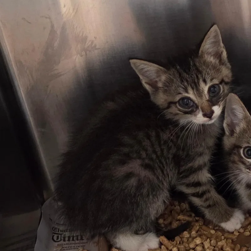 A baby small-sized male Brown / Chocolate Domestic Medium Hair cat named Tomato for adoption in Chattanooga, TN